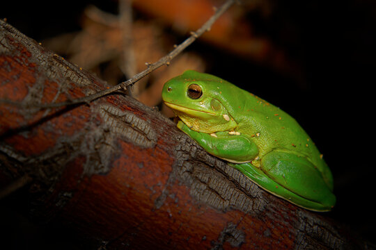 Australian green tree frog Ranoidea caerulea, commonly White's tree frog, bright green skin and golden eyes, resting on weathered log among leaf litter, nocturnal amphibian, Australia macro wildlife