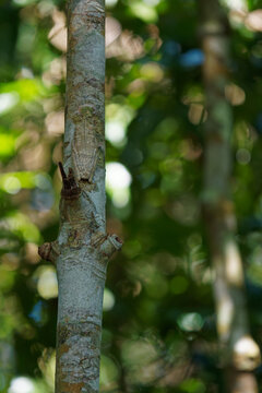 Rosenberg's gladiator frog Boana rosenbergi, formerly Hypsiboas rosenbergi, camouflaged bark-like skin blending into tree trunk, Central American tropical rainforest, nocturnal amphibian macro photo