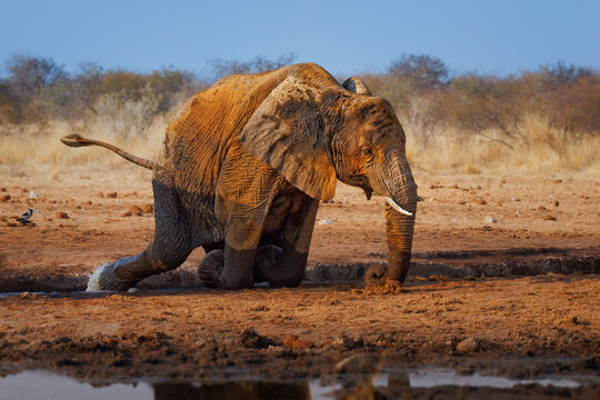 African bush elephant Loxodonta africana kneeling at waterhole, trunk splashing water, dust-covered wrinkled skin in golden light, small bird companion nearby, arid savanna, African wildlife safari