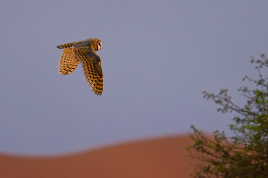 Western barn owl Tyto alba in flight over red sand dune, heart-shaped face, buff-golden wings, blue-grey sky, Namib Desert, Namibia, Africa, nocturnal raptor hunting at dusk