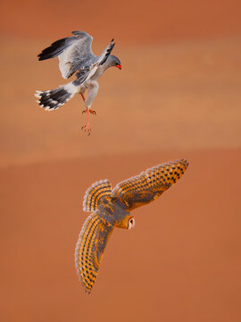 Western barn owl Tyto alba flying alongside pale chanting goshawk Melierax canorus above a red sand dune in the Namib Desert, Namibia, dramatic aerial bird encounter, southern African wildlife action