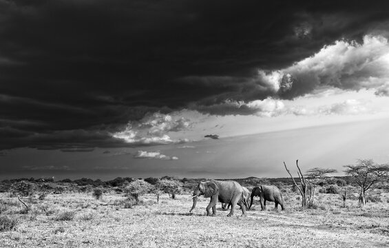 African bush elephant Loxodonta africana herd walking under dramatic storm clouds, monochrome fine art wildlife photography, acacia savanna landscape, sub-Saharan Africa, endangered species portrait