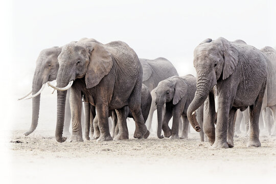 African bush elephant Loxodonta africana family herd walking together, tusks and trunks raised, matriarch leading young, endangered species, high-key savanna wildlife photography, Africa