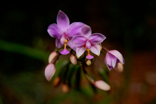 Philippine ground orchid Spathoglottis plicata flower spike with purple-pink blooms and buds, tropical terrestrial orchid species, macro botanical photography, dark background, Southeast Asia garden