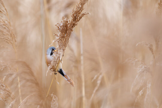 Bearded Reedling Panurus biarmicus perched on dry reed feeding on seeds, also called Bearded Tit, tawny orange plumage in golden reedbed marsh, European wetland songbird wildlife photo