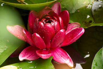 Stunning pink water lilies in summer on the lake at the Neptun resort on the Black Sea. © Marius Burcea