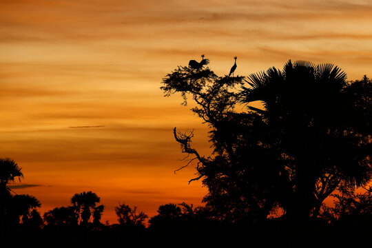 Grey Crowned Cranes Balearica regulorum perched in acacia treetop at fiery African sunset, Murchison Falls National Park, Uganda, national bird silhouette, safari wildlife travel photography