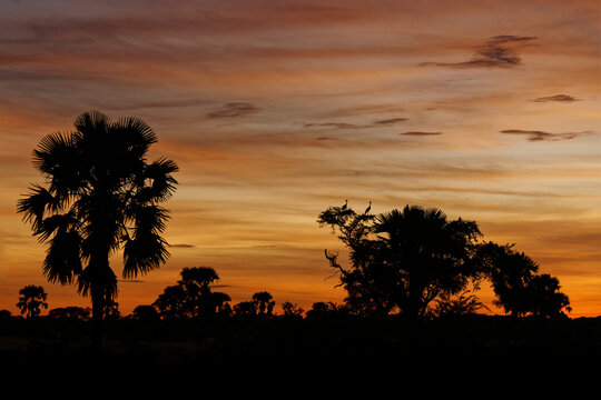 Pair of Grey Crowned Cranes Balearica regulorum silhouetted in acacia treetop beside borassus palms at African sunset, Murchison Falls National Park, Uganda, national bird, safari travel photo