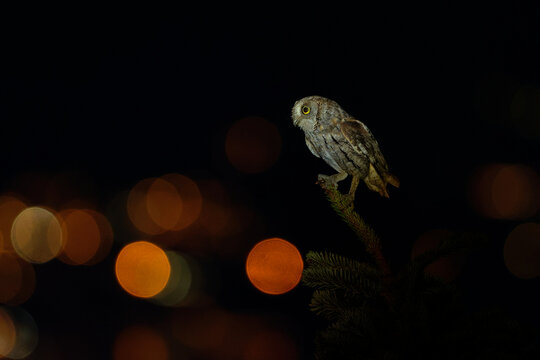European Scops-Owl Otus scops perched on spruce branch at night with piercing yellow eyes and cryptic grey-brown plumage, small nocturnal owl against colorful bokeh city lights, urban wildlife photo