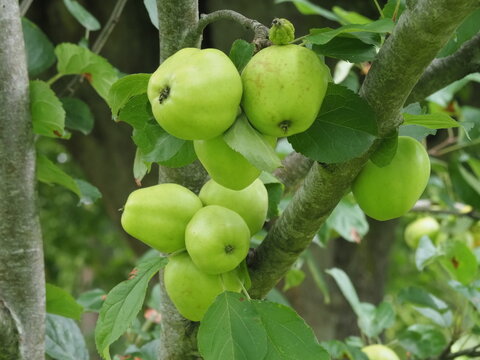 Green apples variety Love Beauty ripening on a tree