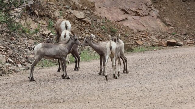 Playful bighorn sheep lambs in a rocky canyon.