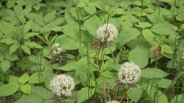 Blooming white bog labrador tea floral clusters rest in natural daylight. A static close up showcases delicate spherical blossoms against lush green background vegetation.