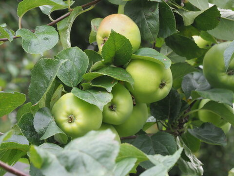 Apples variety Tower of Glamis ripening on a tree
