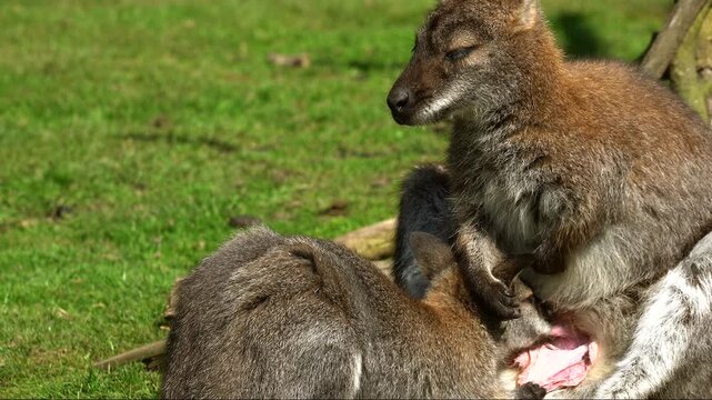 An adult Parma wallaby rests comfortably on a grassy lawn while her growing joey vigorously feeds from her open pouch. The serene scene beautifully demonstrates vital maternal support and nurturing.