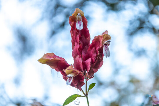 Close-up of red shrimp plant flower with bracts and white flowers. Focus on botany, tropical flora, and ornamental plant.