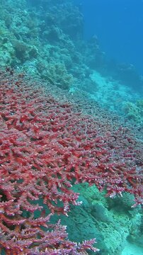 Dense Red Branching Coral Covering the Reef. Vertical underwater footage focuses on coral structure and surface detail while the surrounding reef adds depth and context.