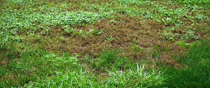 Unhealthy Lawn With Clover Weeds And Dead Patches - Lawn Care