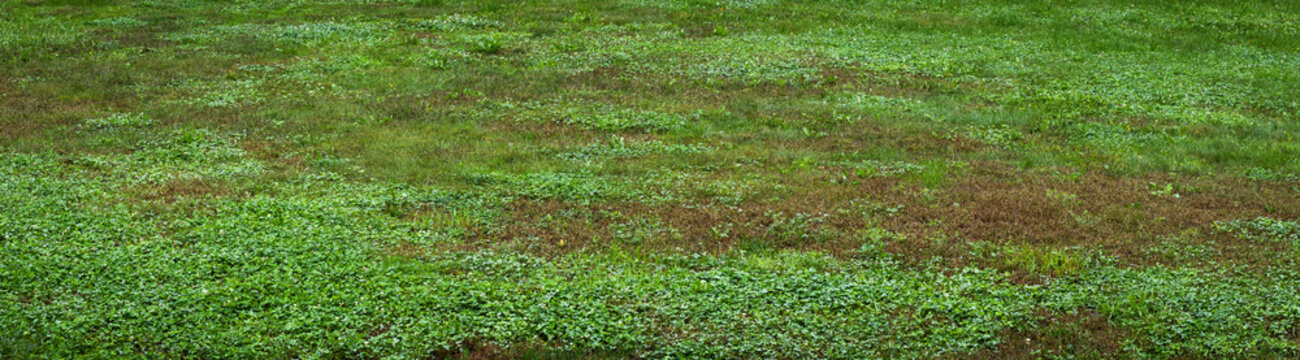 Unhealthy Lawn With Clover Weeds And Dead Patches - Lawn Care