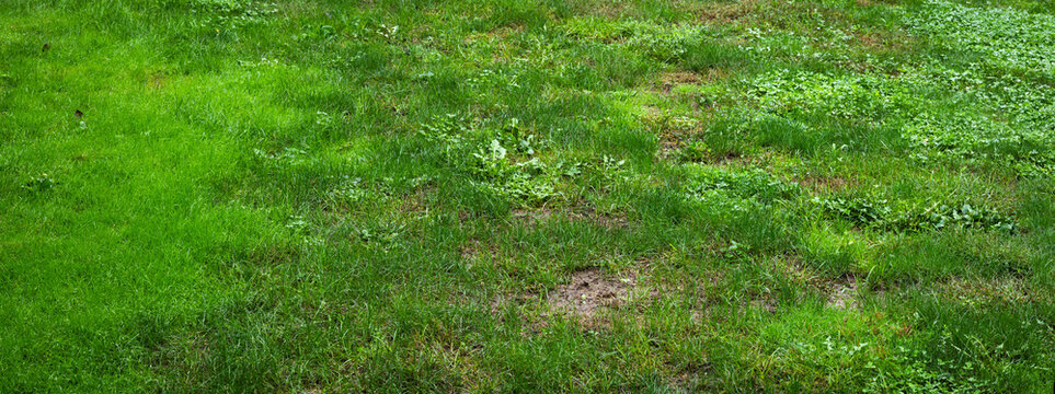 Unhealthy Lawn With Clover Weeds And Dead Patches - Lawn Care