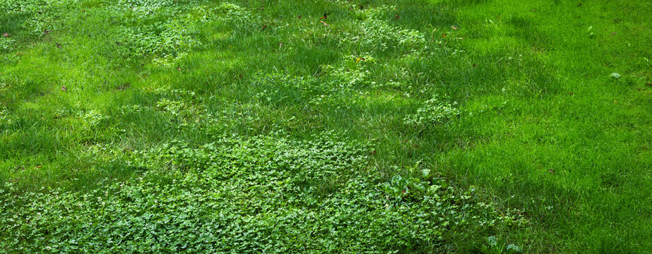 Unhealthy Lawn With Clover Weeds And Dead Patches - Lawn Care