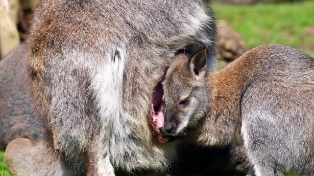 A young Parma wallaby joey gently suckles from its mother's exposed pouch on bright green grass. This detailed close-up captures the tender maternal bond and natural feeding of the marsupial.