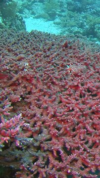 Dense Red Branching Coral Field Across the Reef. Vertical underwater footage shows natural coral form and texture, with blue water and layered reef structure visible in the scene.