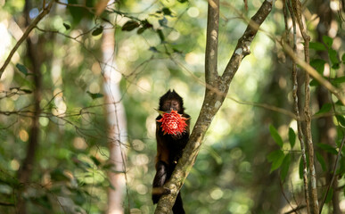 Yellow-breasted capuchin holds flower in a forest in Bahia, Brazil during daylight hours © nikopacheco
