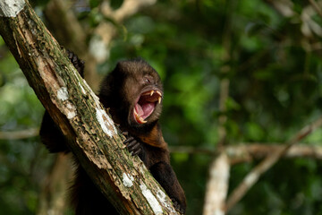 Yellow-breasted capuchin monkey calls out in the forest of Bahia, Brazil during daytime © nikopacheco