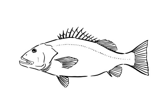 Japanese Striped Blanquillo Hand Drawn Line Art, Side View