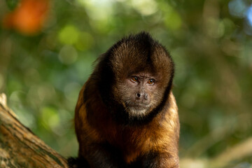 Yellow-breasted capuchin monkey in Bahia, Brazil observes its surroundings from a tree branch © nikopacheco