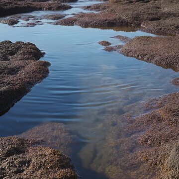磯の岩場の潮だまりに揺れる波紋 シームレスループ動画背景 1:1 4K