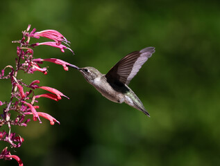 Fototapeta premium hummingbird on a flower