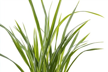 Obraz premium The Variegated Indoor Dracaena Plant with Long Narrow Leaves in White Studio Lighting