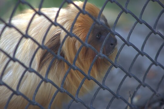 A detailed portrait shot of a small furry orange primate monkey looking away in a zoo aviary cage enclosure.
