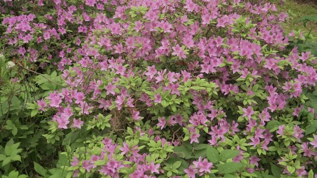 Bright pink early azalea shrubs bloom in daylight. A continuous zoom transition moves from a wide botanical garden view to a detailed floral close up.