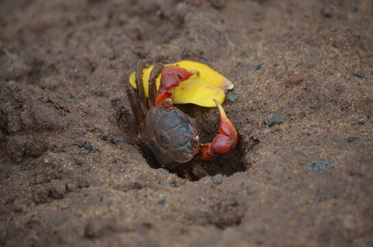 Red-clawed mangrove crab (Parasesarma catenatum) pulling a yellow leaf into its mud burrow, Umlalazi Nature Reserve, South Africa.
