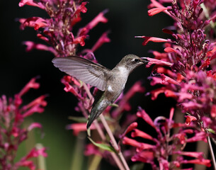 Fototapeta premium hummingbird on flower