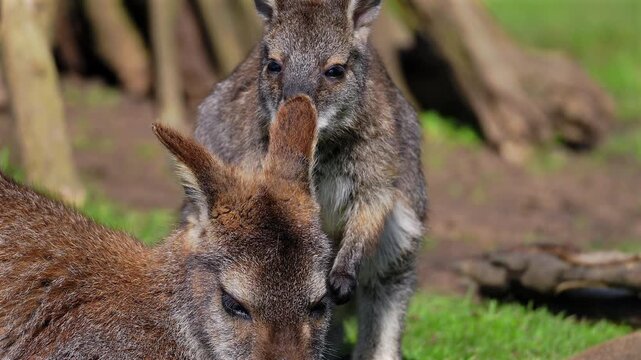 A playful Parma wallaby joey stands on green grass and gently nibbles the ear of its resting mother. The gentle interaction beautifully captures the mischievous curiosity of youth and patient love.