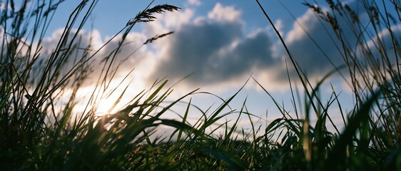 Obraz premium Low-angle view through tall grass toward a sunlit sky with scattered clouds over a meadow