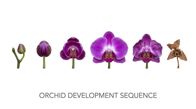 Sequence showing the development of an orchid, from bud to bloom to wilting
