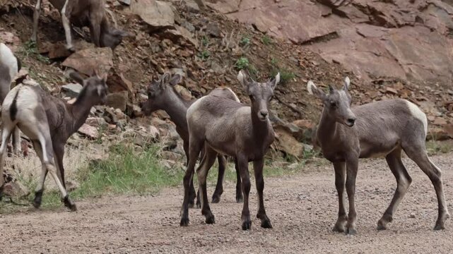 Close-up of bighorn sheep lambs playing together.