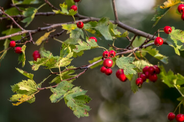 Czerwone owoce głogu (Crataegus spp.) zwisają z gałązki otoczonej zielonymi liśćmi, na których widoczne są wyraźne brązowe plamki. Owoce są drobne i mają żywą barwę,  © Grzegorz