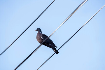 Duży gołąb grzywacz (Columba palumbus) siedzi na linii energetycznej w letnie popołudnie. Ptak ten widoczny jest na tle bezchmurnego, błękitnego nieba. Jego upierzenie wydaje się ciemne, z delikatnym, © Grzegorz