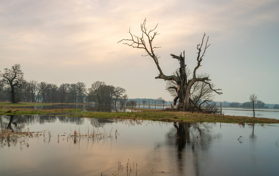 Ancient Dead Oak Reflected in Flooded Meadow at Rogalin, Poland