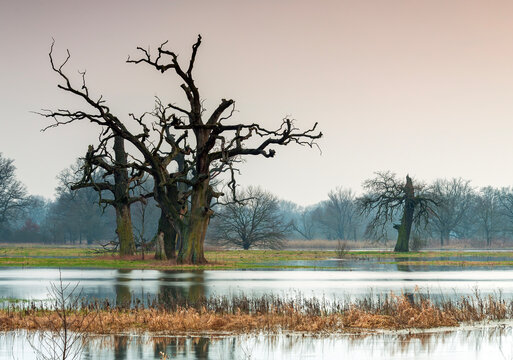 Ancient Dead Oak Tree Standing in Flooded Meadow, Rogalin, Poland