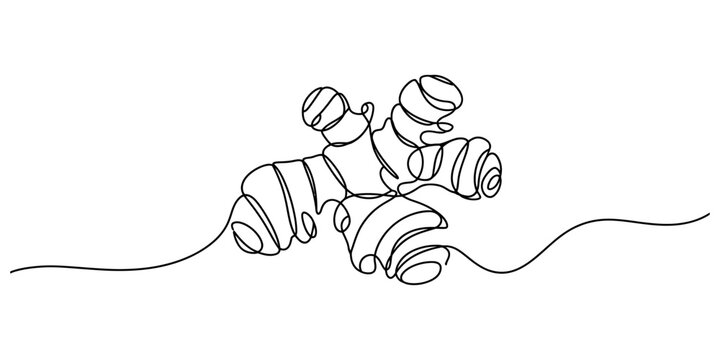 Continuous one line drawing of a ginger root spice isolated on a white background Vector, illustration