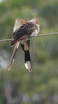Guira Cuckoo birds perched on an electric wire