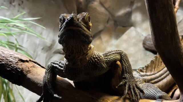 Chinese water dragon Physignathus cocincinus closeup, tropical forest reptile from Southeast Asia in humid river habitat