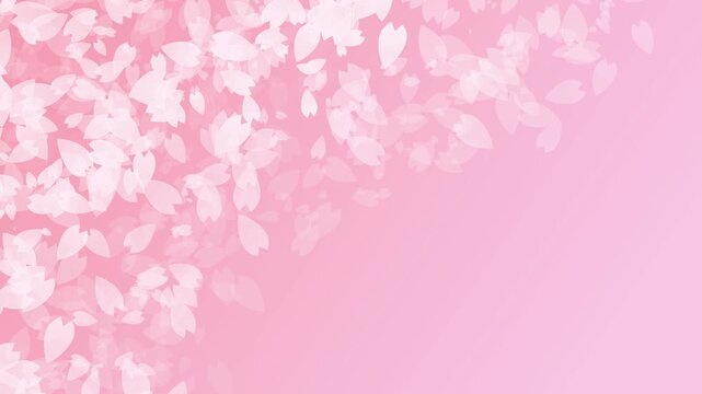 Soft Cherry Blossom Petals Falling 4K
