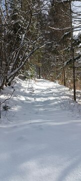 un paisible sentier forestier enti&egrave;rement recouvert de neige, au c&oelig;ur d'une for&ecirc;t hivernale baign&eacute;e par la lumi&egrave;re du soleil